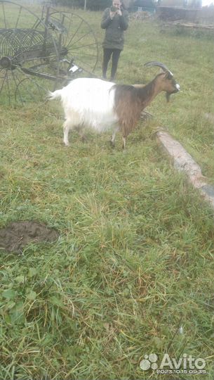 Продаются козы