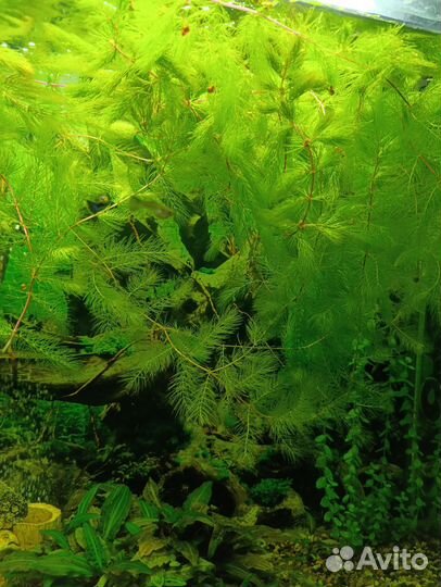 Аквариумное растение