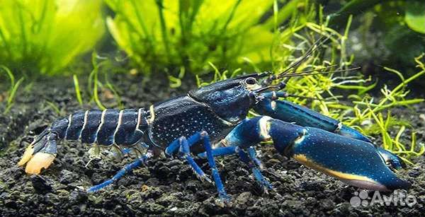 Зебровый рак Cherax papua