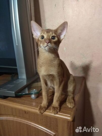 Абиссинские котята