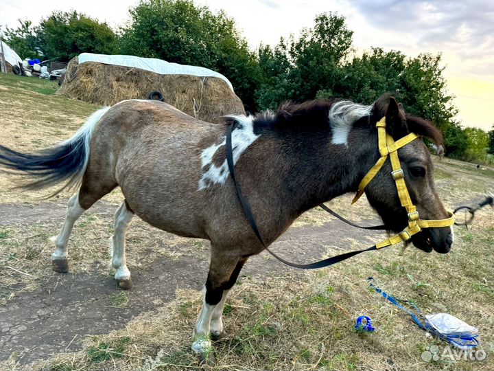 Пpодам Шетлeндскую пони