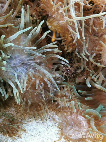 Актинии пузырчатые