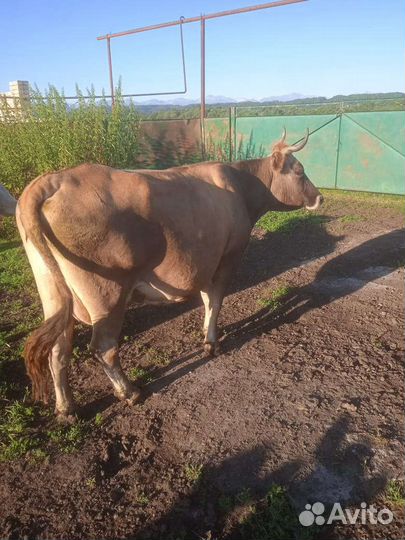 Коровы телята