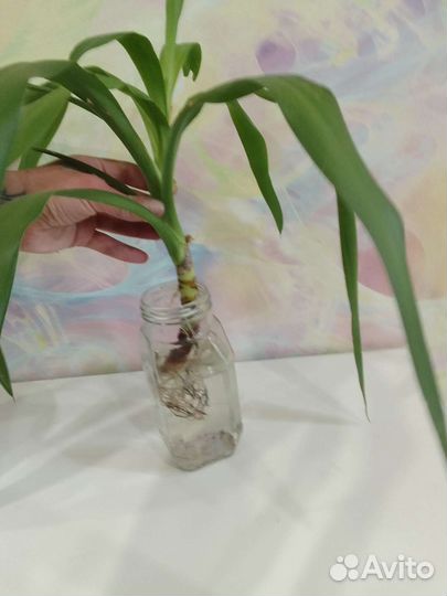 Пальма юкка