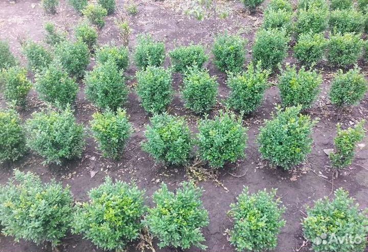 Саженцы самшита