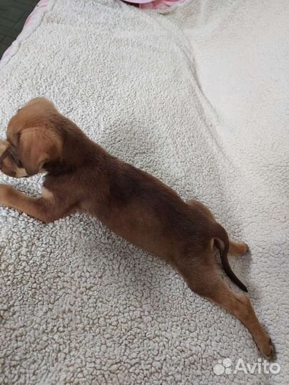 Щенки в добрые руки бесплатно