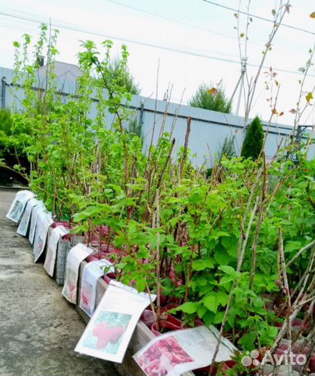 Малина, Ежевика, Ежемалина