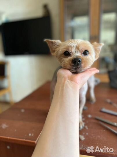 Грумер / Стрижка собак и кошек / Груминг