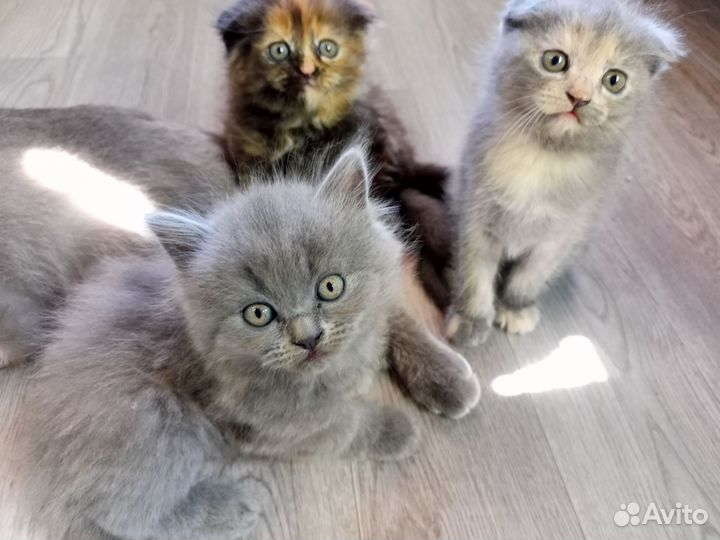 Котята