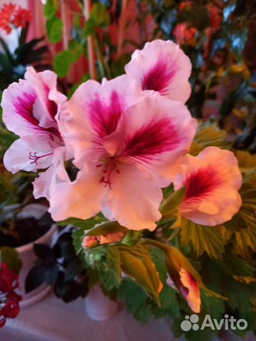 Комнатные цветы