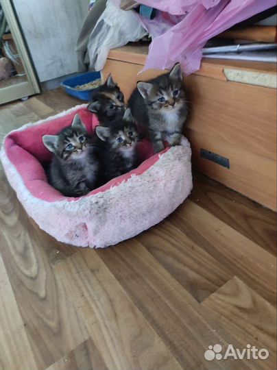 2 трёхцветные пушистые кошечки и 2 кота