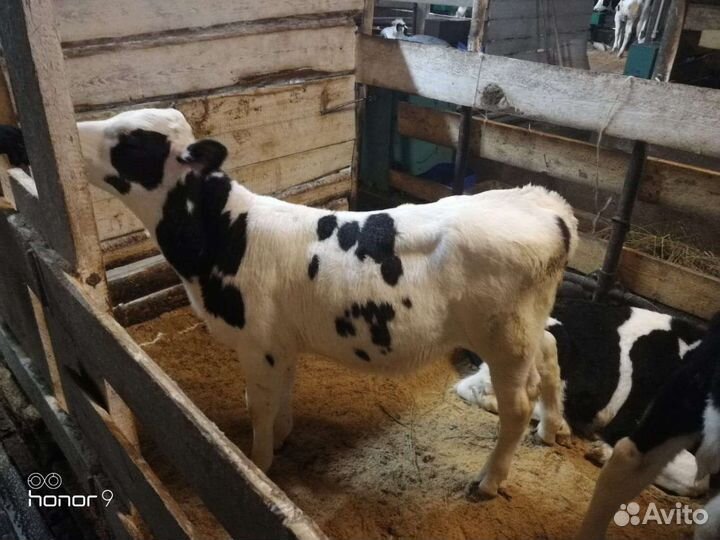 Телята на доращивание