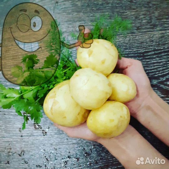 Картофель станицы Степной
