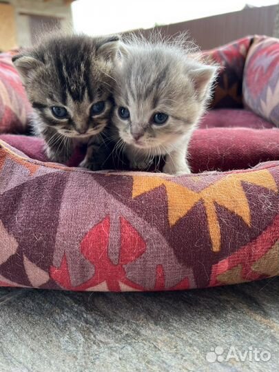 Британские котята