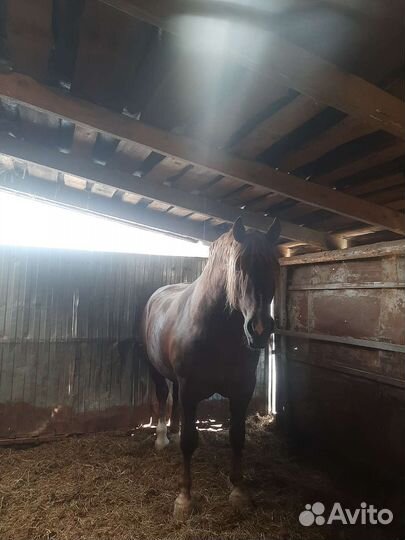 Жеребец тяжеловоз