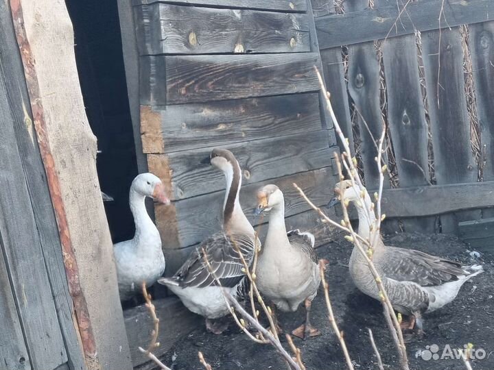 Гуси, гусыни