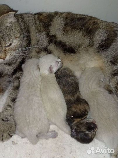 Шотландские вислоухие котята