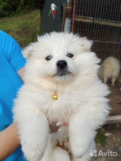 Щенки самоеда