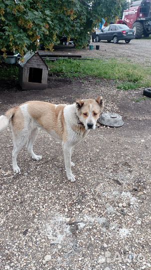 Собака бесплатно в добрые руки