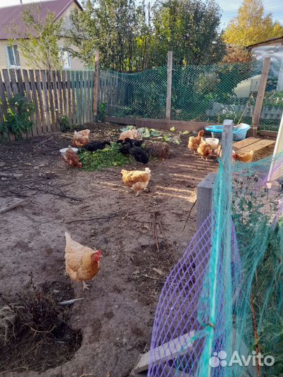 Куры несушки,утки индийский бегунок