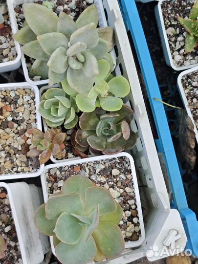 Суккуленты разные
