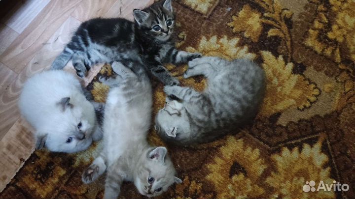 Бонечка и Мишка