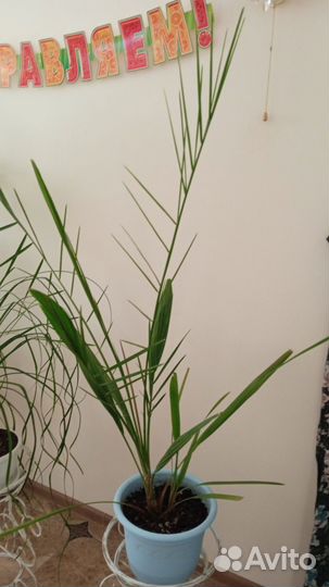 Комнатные цветы разные