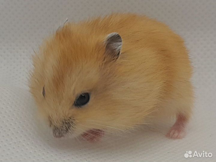 Джунгарский хомяк