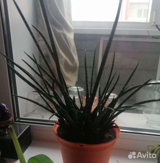 Сансевиерия