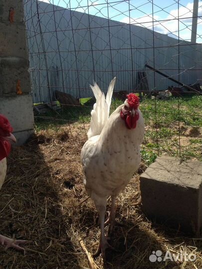 Петушки Пушкинской породы