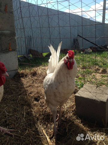 Петушки Пушкинской породы