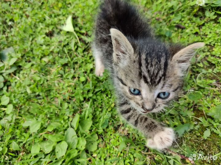 Котенок добрым людям