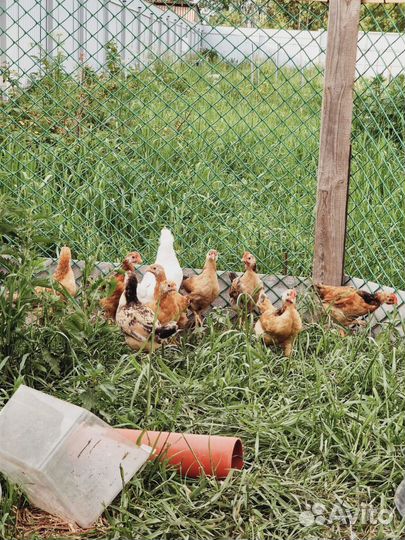 Продаю петушков синь-синь-дянь