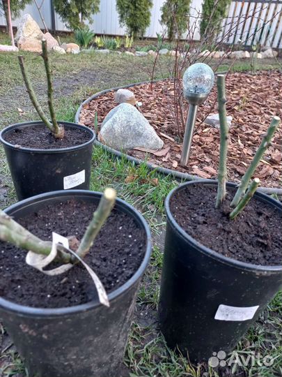 Саженцы роз