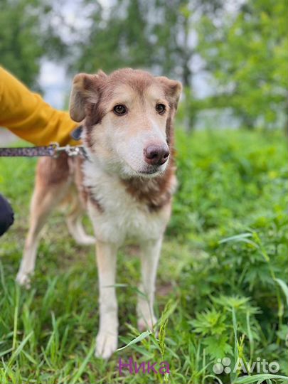 Собаки бесплатно в добрые руки