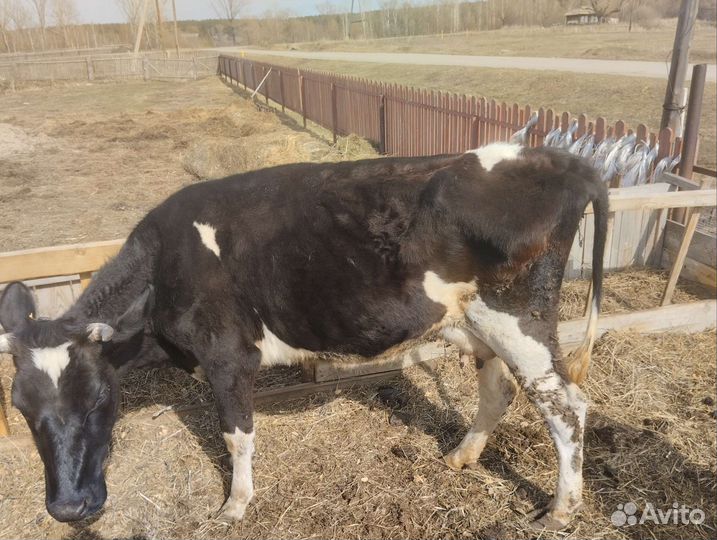 Корова дойная