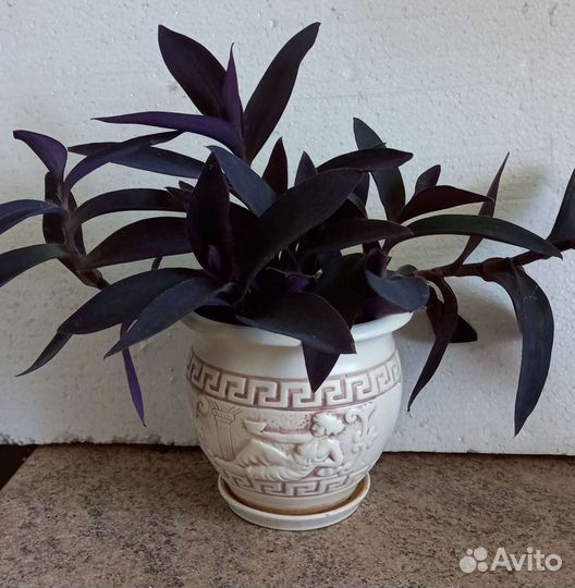 Сеткреазия пурпурная