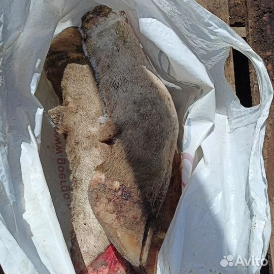 Продам ноги говяжьи