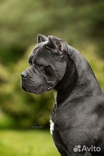 Кане корсо вязка