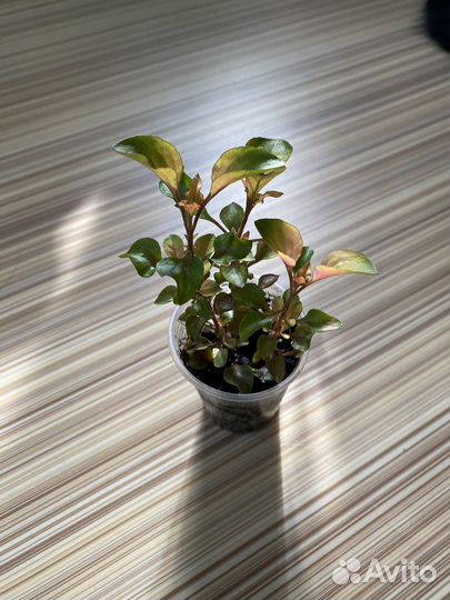 Комнатные цветы