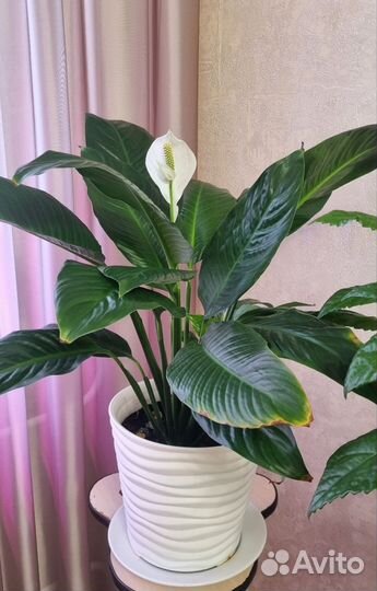 Спатифиллум