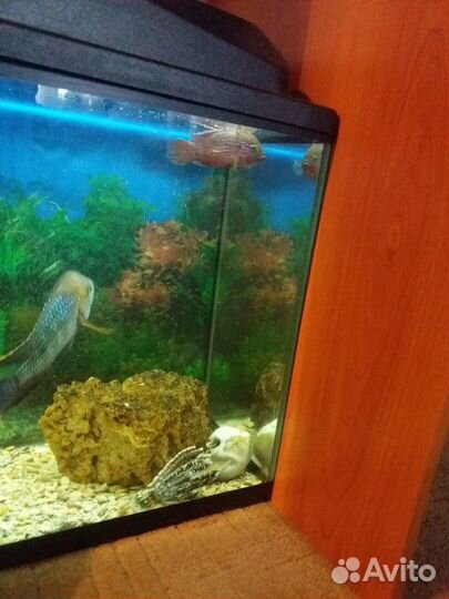 Хромис красавец аквариумная рыбка