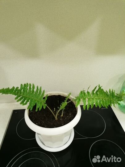 Папоротник