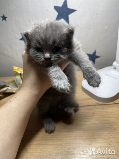 Ищу дом для трех котят