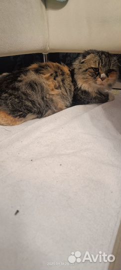 Кошка в дар