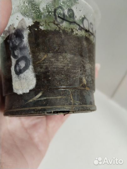 Фикус Пандора