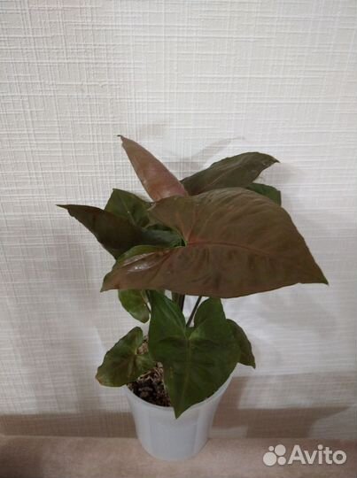 Комнатные растения (сингониумы,алоказия, монстера)