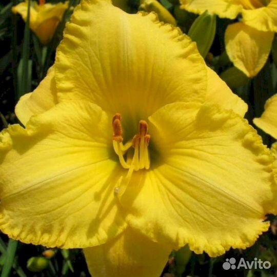 Лилейники Техас Санлайс