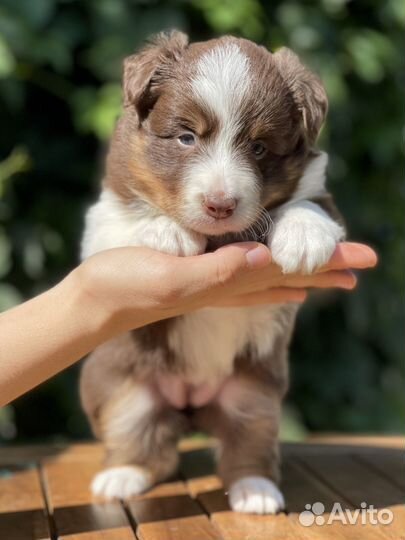 Щенки бордер колли