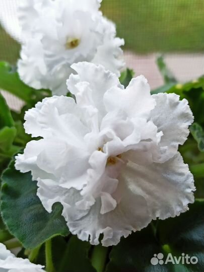 Сортовая фиалка